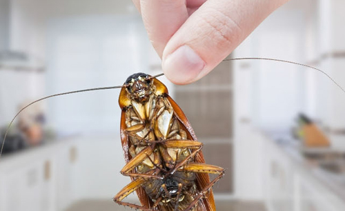 Mosquito Pest Control